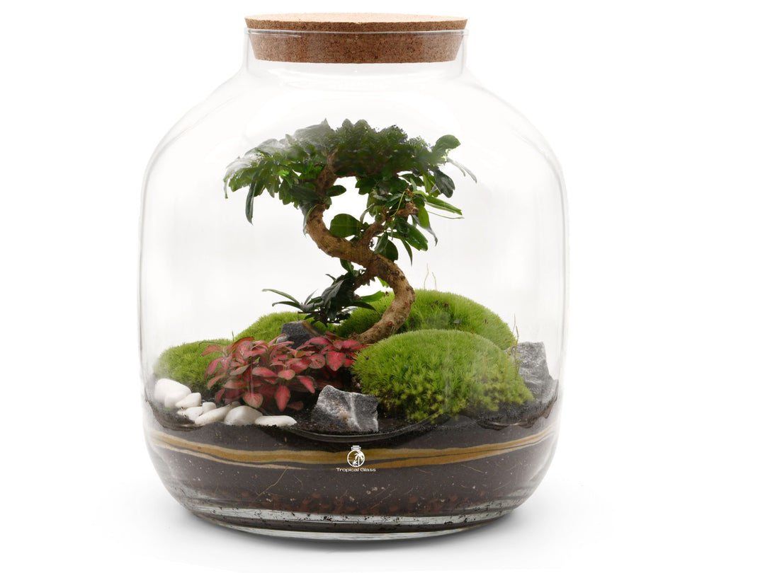 bonsai tree morrisons XL Bonsai Terrarium Kit 'Akita' H:38cm