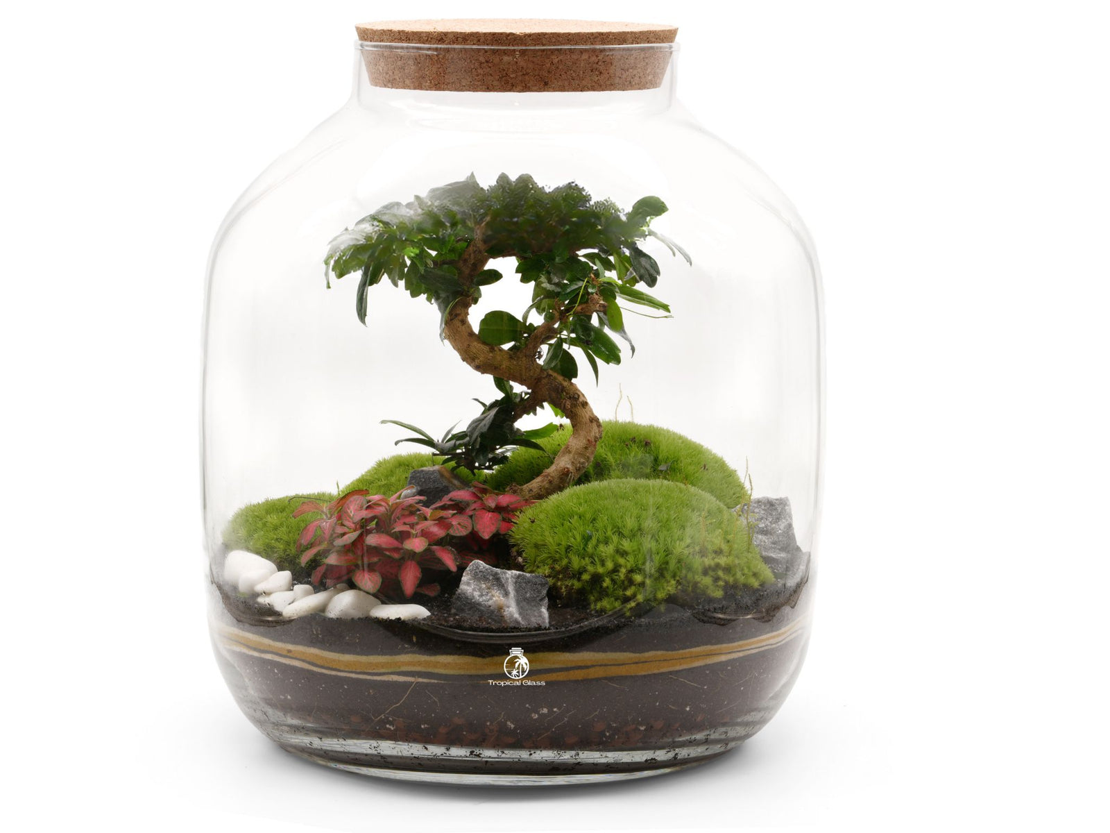 A beautifully designed terrarium featuring a bonsai tree at its center, surrounded by vibrant green moss, colorful plants, and decorative stones, all housed in a large, hand-blown glass jar with a cork lid.