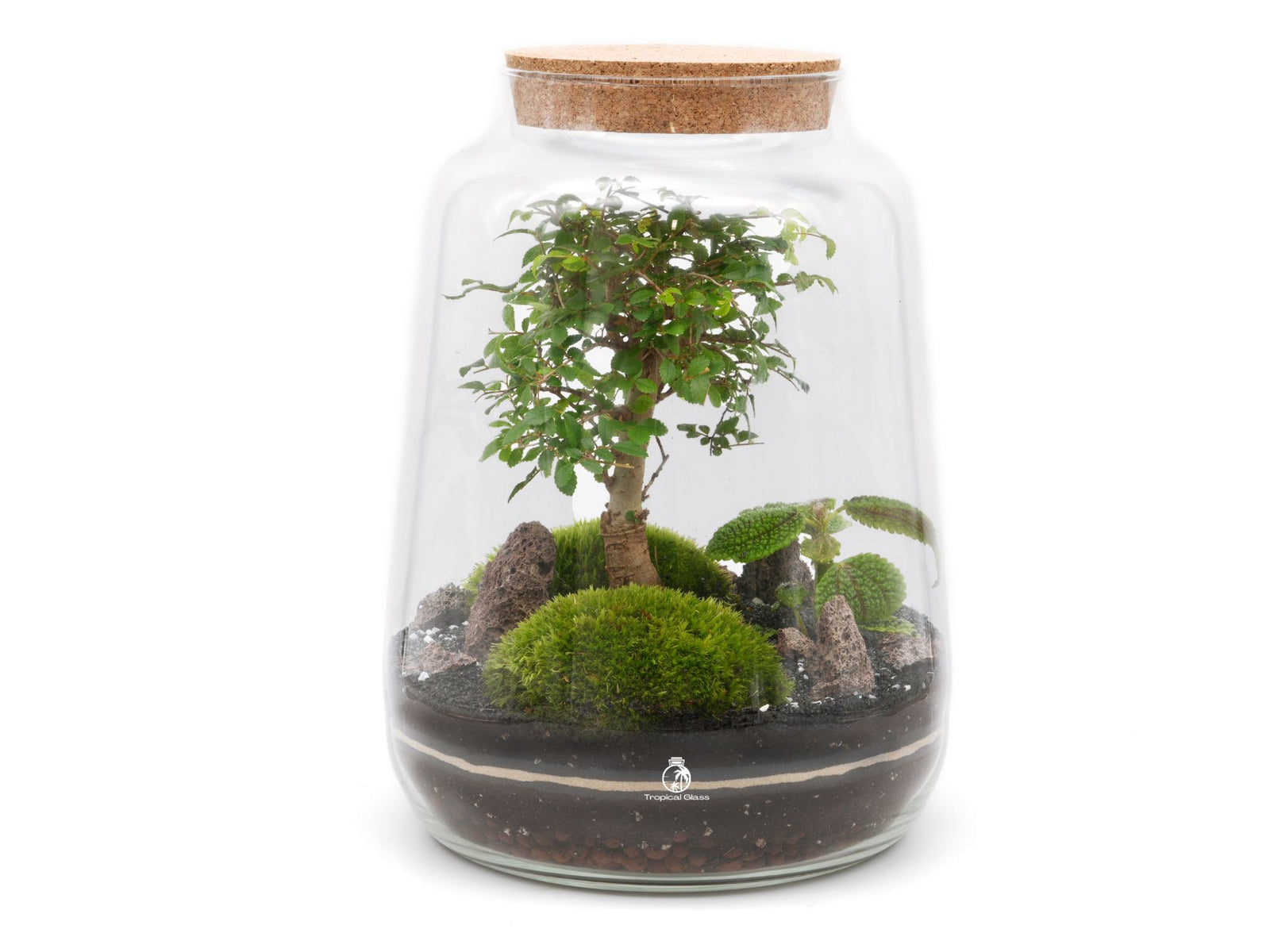 A clear glass terrarium with a cork lid contains a small bonsai tree surrounded by lush green moss and decorative stones. The intricate arrangement creates a serene mini-garden, highlighting the beauty of nature in a contained space.