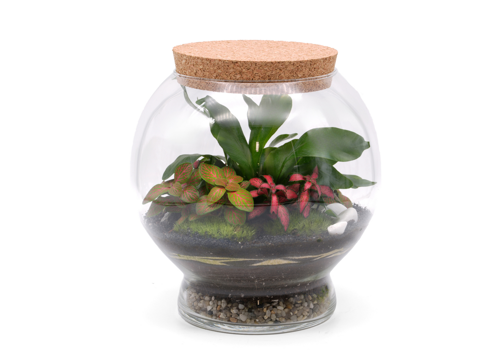 A DIY closed terrarium kit featuring a fishbowl-style glass container with a cork lid, housing vibrant plants including Fittonia and Nephrolepis Green Fantasy, with layers of soil, moss, and decorative stones at the base.