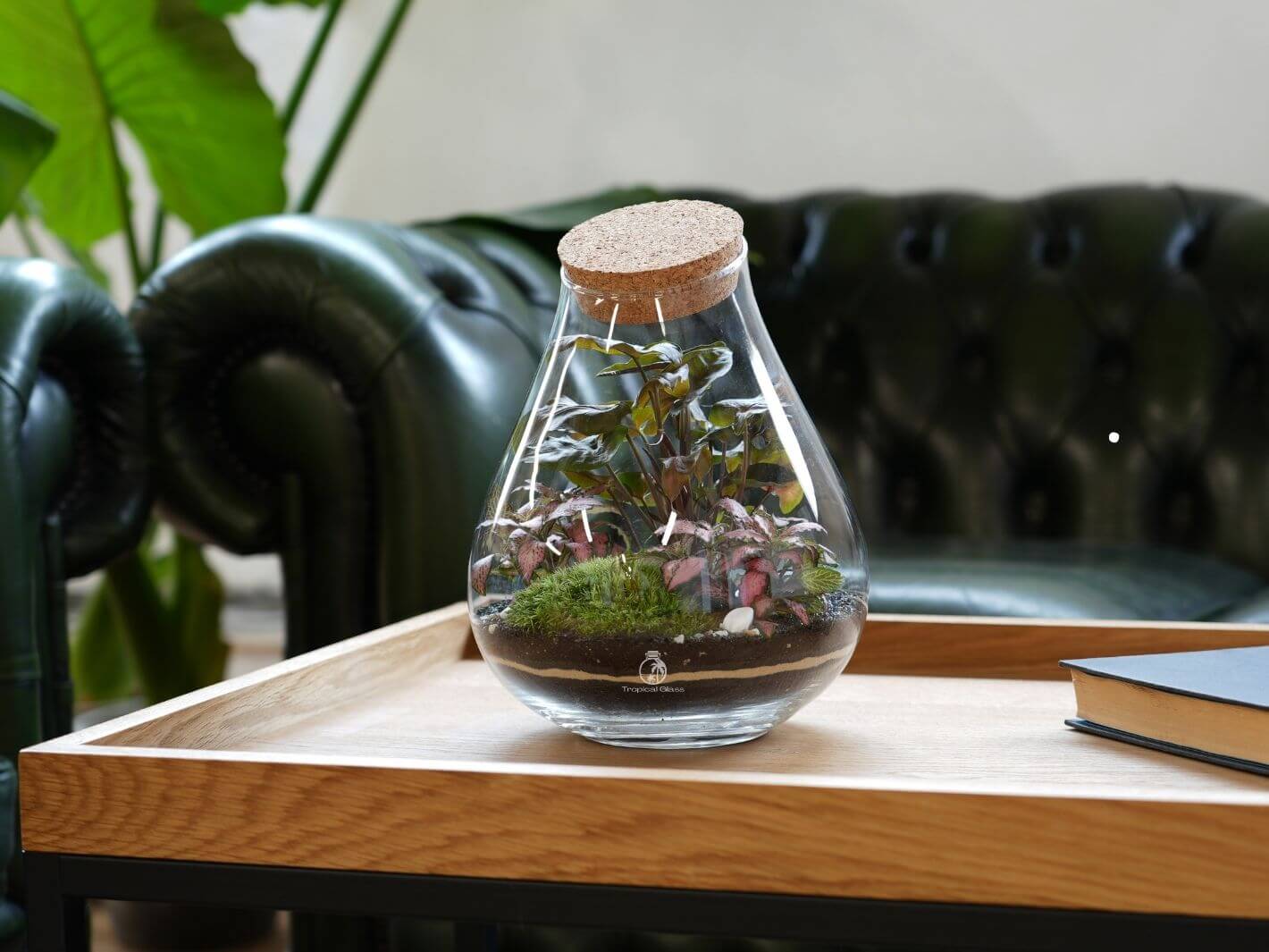 A beautifully arranged DIY terrarium featuring lush greenery, including a Syngonium and Fittonia plant, nestled in vibrant moss, all contained within a clear glass vessel topped with a cork lid.