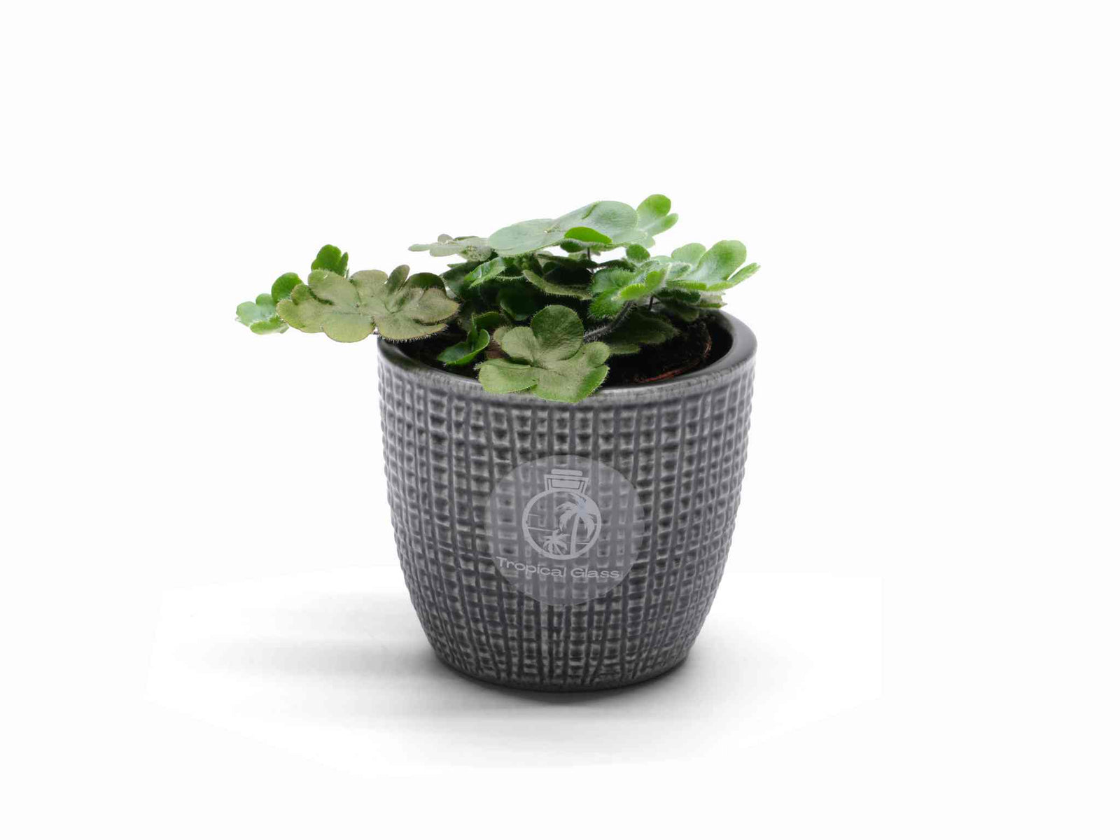 A small potted plant with lush green foliage sits in a textured gray pot. The plant features round, vibrant leaves arranged close together, creating a dense, attractive appearance that adds a fresh touch to any space.