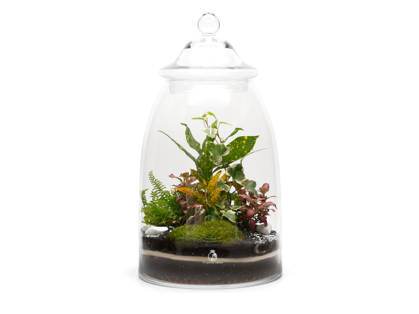 A beautifully arranged extra large closed terrarium features a variety of vibrant green plants, including ferns and colorful foliage, nestled in rich soil and moss, all enclosed within a clear glass dome with a decorative lid.