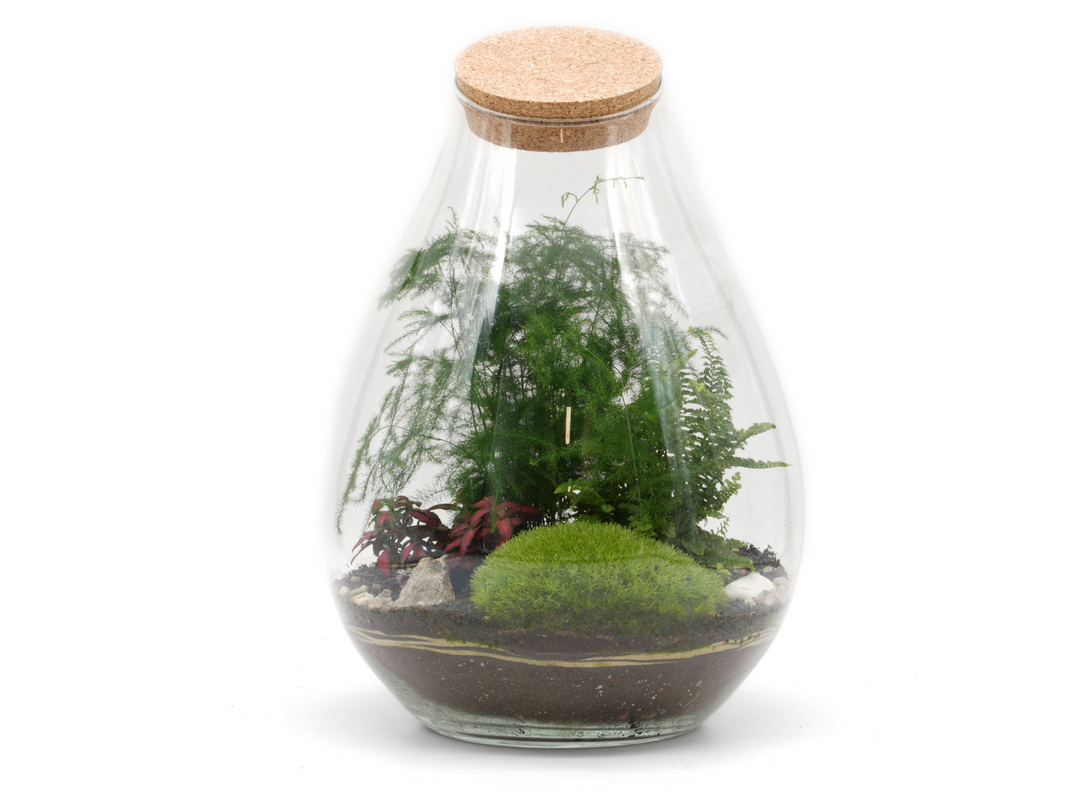 DIY Terrarium Kit with Container, Plants and Moss - Tropical Glass London