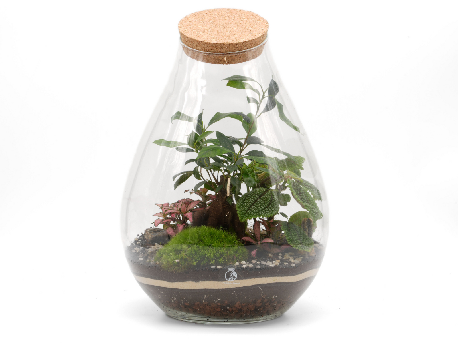 A clear glass teardrop-shaped terrarium featuring a lush mini ecosystem with various plants, including green foliage and a pink-leafed variety, sitting on a layer of soil and decorative stones.
