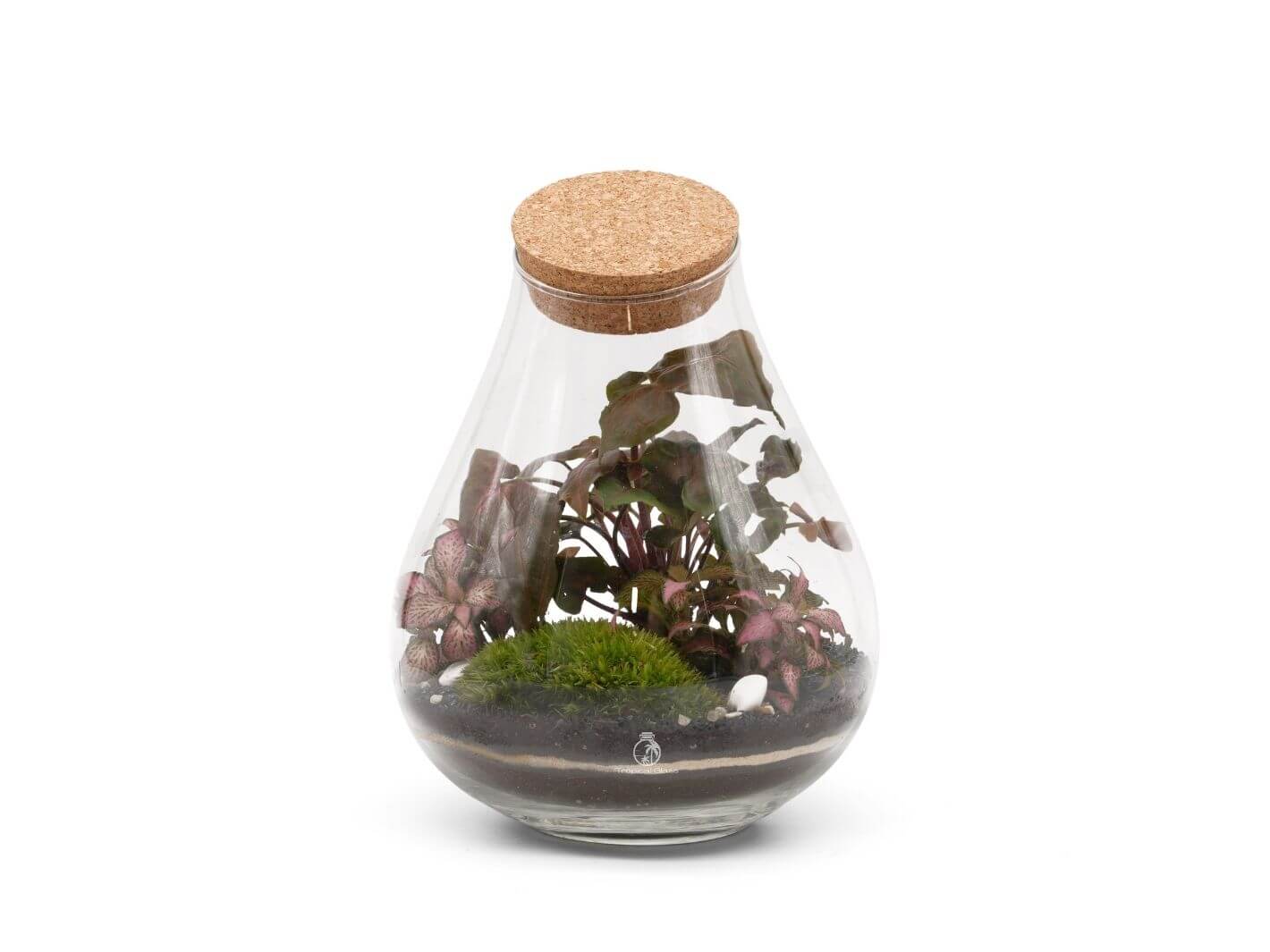 A clear glass terrarium features a vibrant arrangement of plants, including a leafy Syngonium and colorful Fittonia, along with lush green moss and small decorative stones at the base.