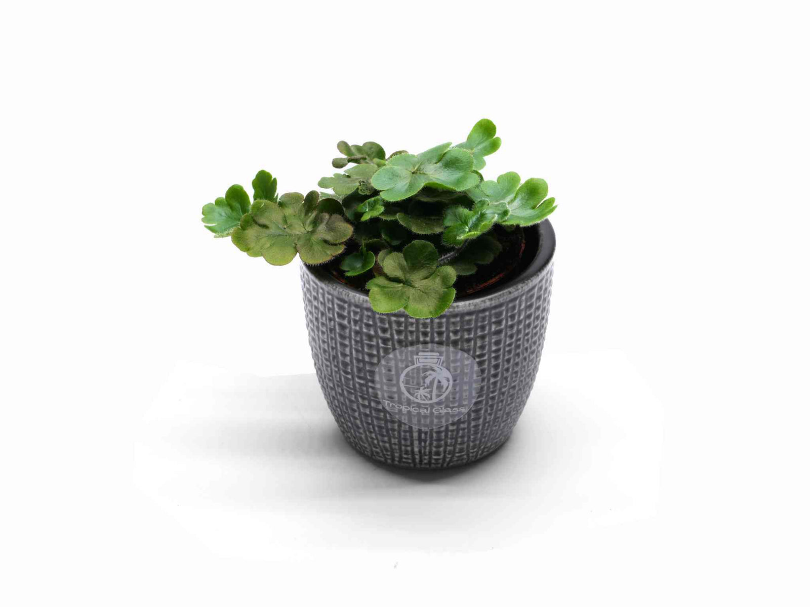 A small, lush green plant with rounded leaves is displayed in a textured gray pot. The plant appears healthy and vibrant, making it an appealing choice for home decor or terrariums.