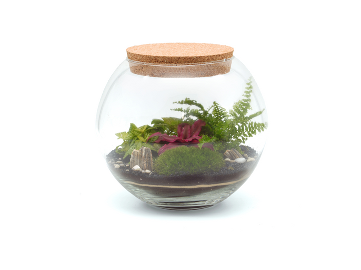 Closed Terrarium Kit with Plants, Moss, Glass H: 21 cm | 'Cardiff'