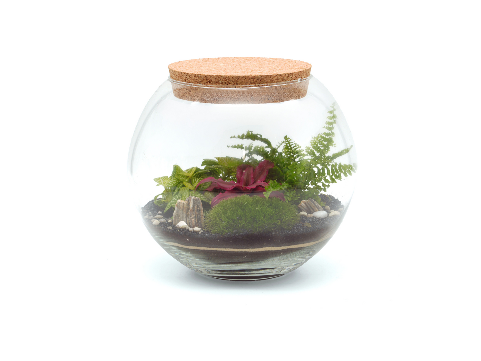 A closed glass terrarium featuring a variety of lush plants including vibrant green ferns and colorful Cryptanthus, set on a bed of dark soil and decorative pebbles.