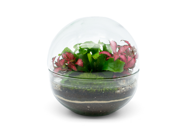 Make your own terrarium kit H: 15 cm | 'Bogota'