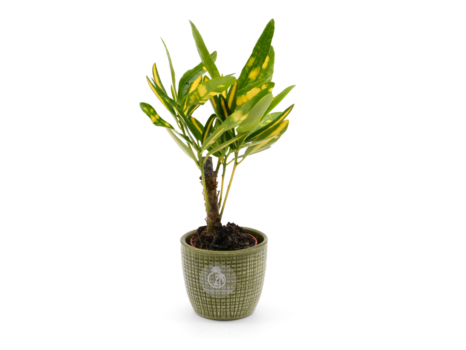 Codiaeum Variegatum Var. Pictum - Tropical Glass London