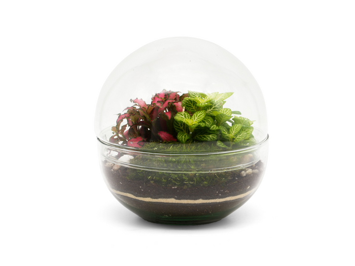 Terrarium in Glass Globe with Fittonia
