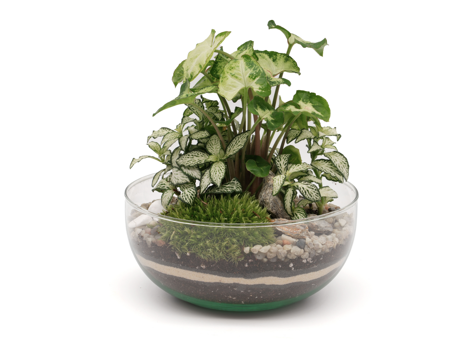 A beautifully arranged terrarium features lush green plants, including Syngonium and Fittonia, set in a glass container. The layered soil is accented with decorative pebbles and vibrant moss, creating an inviting indoor garden scene.