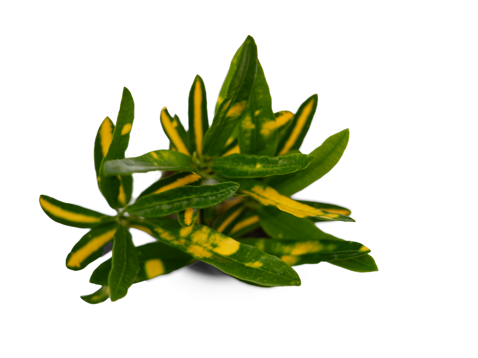 A vibrant Baby Codiaeum Aucubaefolia Sunny Star plant features lush, elongated leaves adorned with striking yellow and green patterns. This eye-catching foliage adds a lively touch to any indoor space.