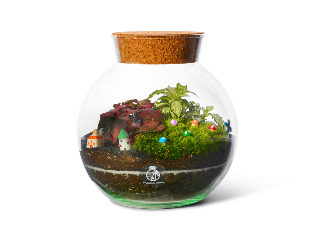 A 'Tropical Glass' Closed DIY Terrarium Kit in 'Oxford' filled with plants and lights.