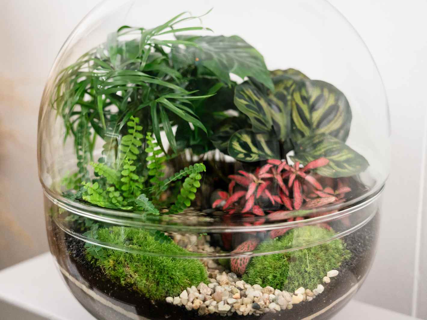 Orb Glass Terrarium with 5 Plants & Moss - Tropical Glass