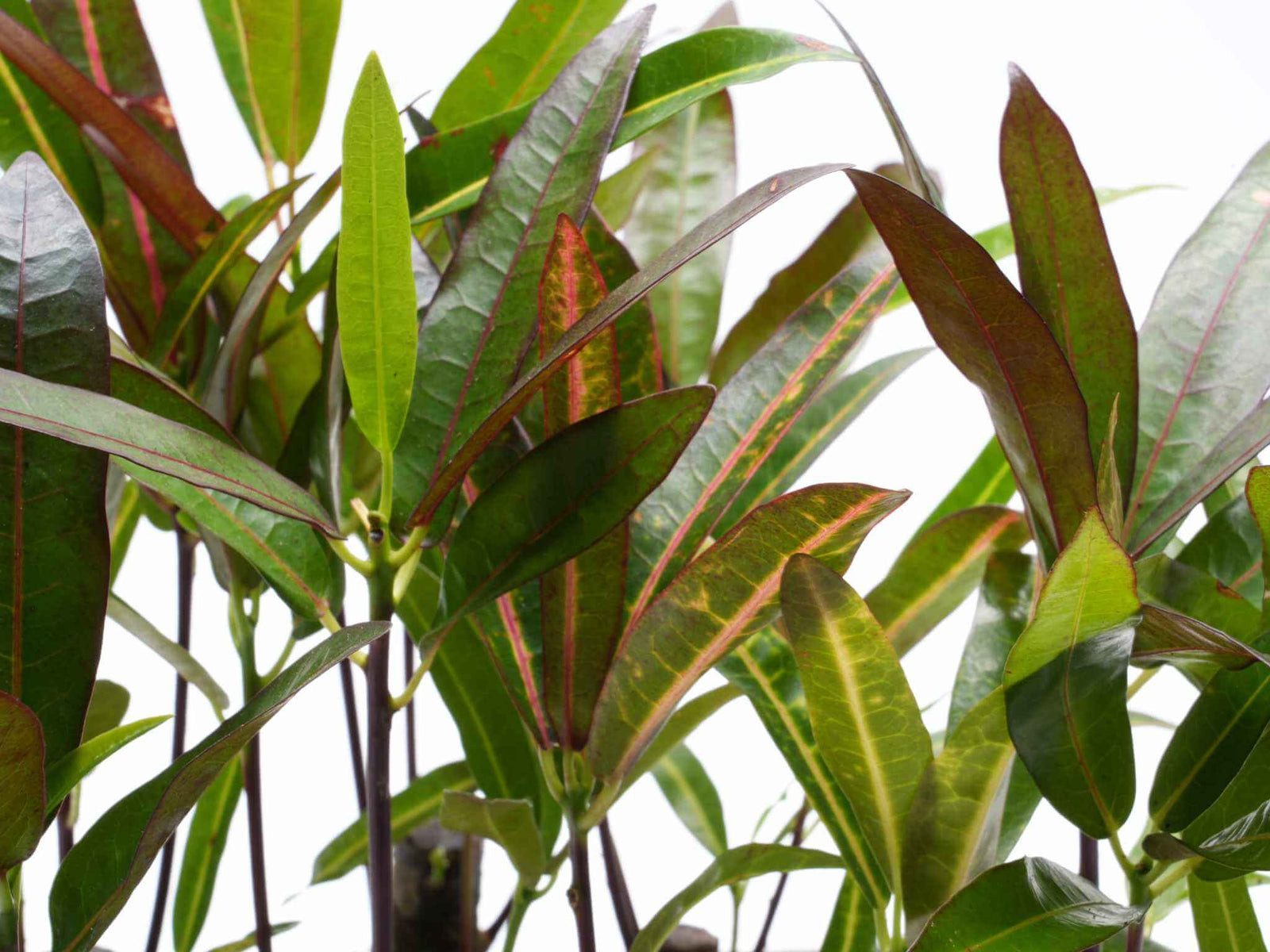 A close-up view of vibrant, glossy green leaves with reddish veins, showcasing a lush, healthy plant. The foliage is dense and stands upright, creating a striking visual contrast against a light background.