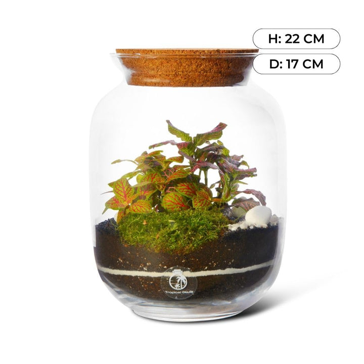Closed DIY Terrarium Kit with Container, Plants and Decorations 22 cm | 'Paris'