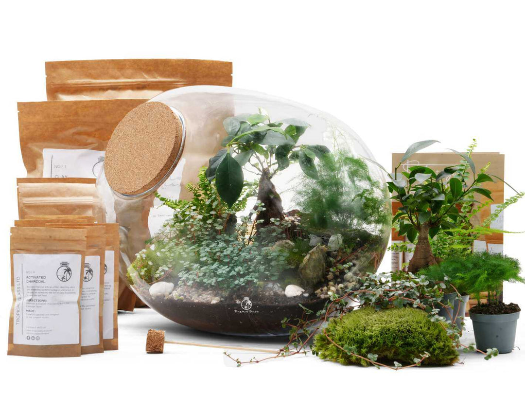 Ficus Bonsai terrarium with moss and decorative elements inside glass container