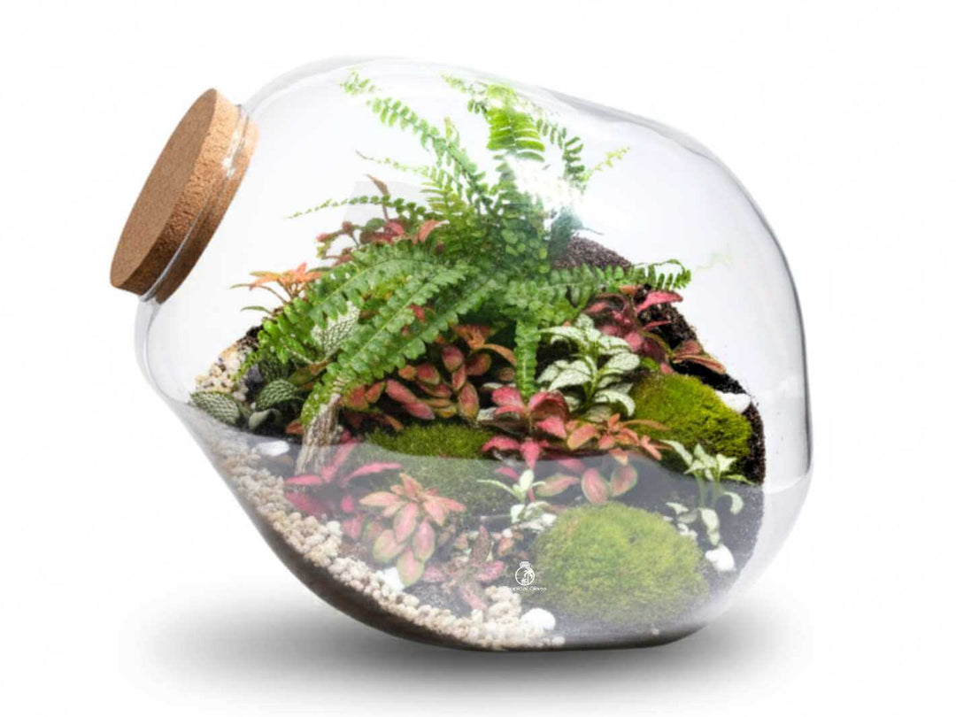 DIY closed terrarium kit in a mouth-blown glass jar with cork lid