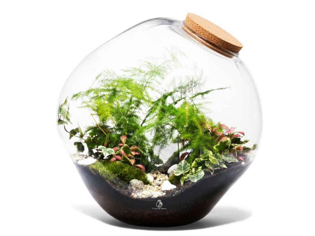 DIY closed terrarium kit with Asparagus Fern, Fittonia and Ivy in glass jar