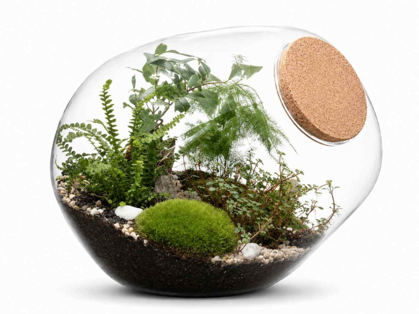 A closed DIY terrarium in a unique blob-shaped glass jar features lush greenery, including ferns and moss, nestled in rich soil with decorative stones. The terrarium is topped with a natural cork lid, creating a vibrant miniature ecosystem.