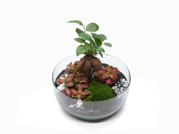Egg-Shaped DIY Terrarium Kit with Bonsai H: 26 | 'Medan'