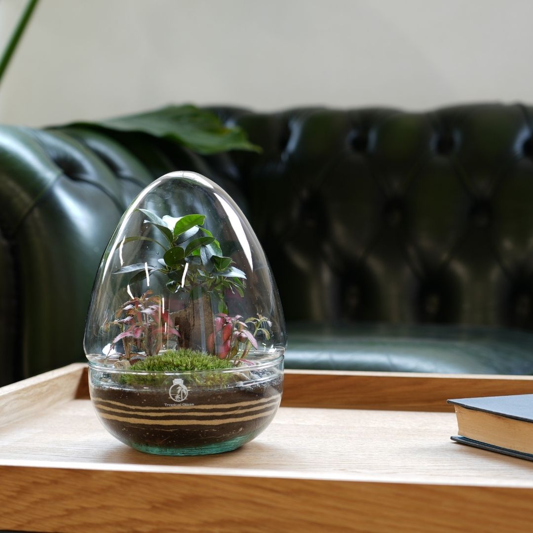 miniature ecosystems in a corked glass bottle