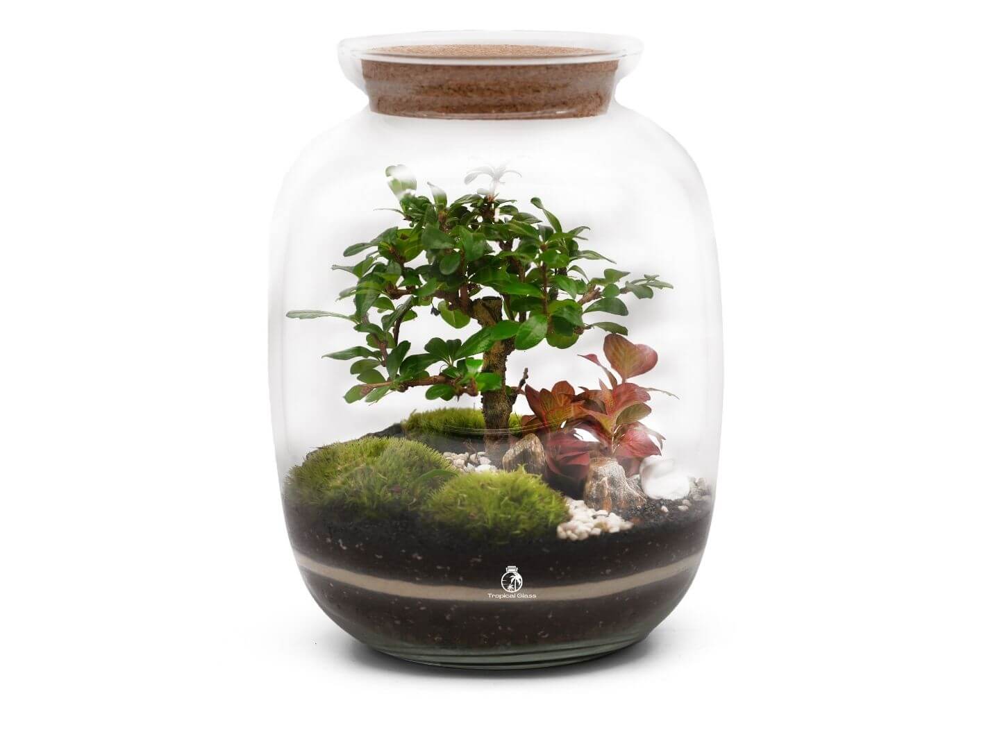 A closed terrarium featuring a live Bonsai tree and a Fittonia plant, set in a glass container with a cork lid. The terrarium includes lush green moss and layers of dark soil, creating a vibrant, self-sustaining ecosystem.