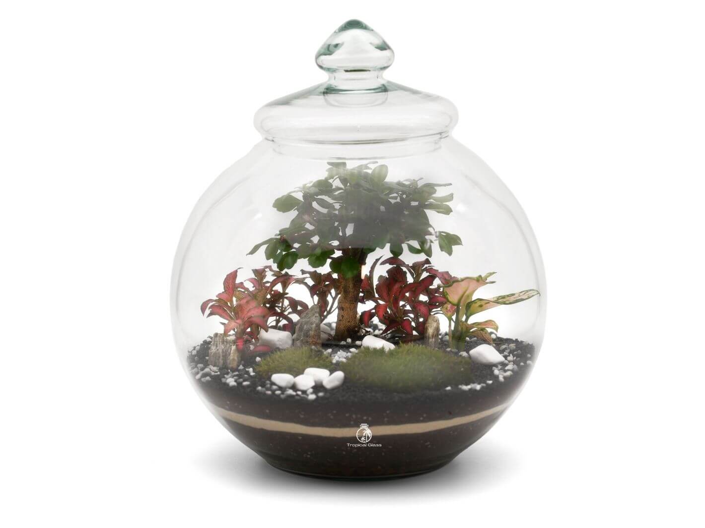 A beautifully arranged closed terrarium featuring a small bonsai tree surrounded by vibrant red and green plants. The glass container has a decorative lid and showcases layers of soil, pebbles, and moss, creating a miniature garden scene.