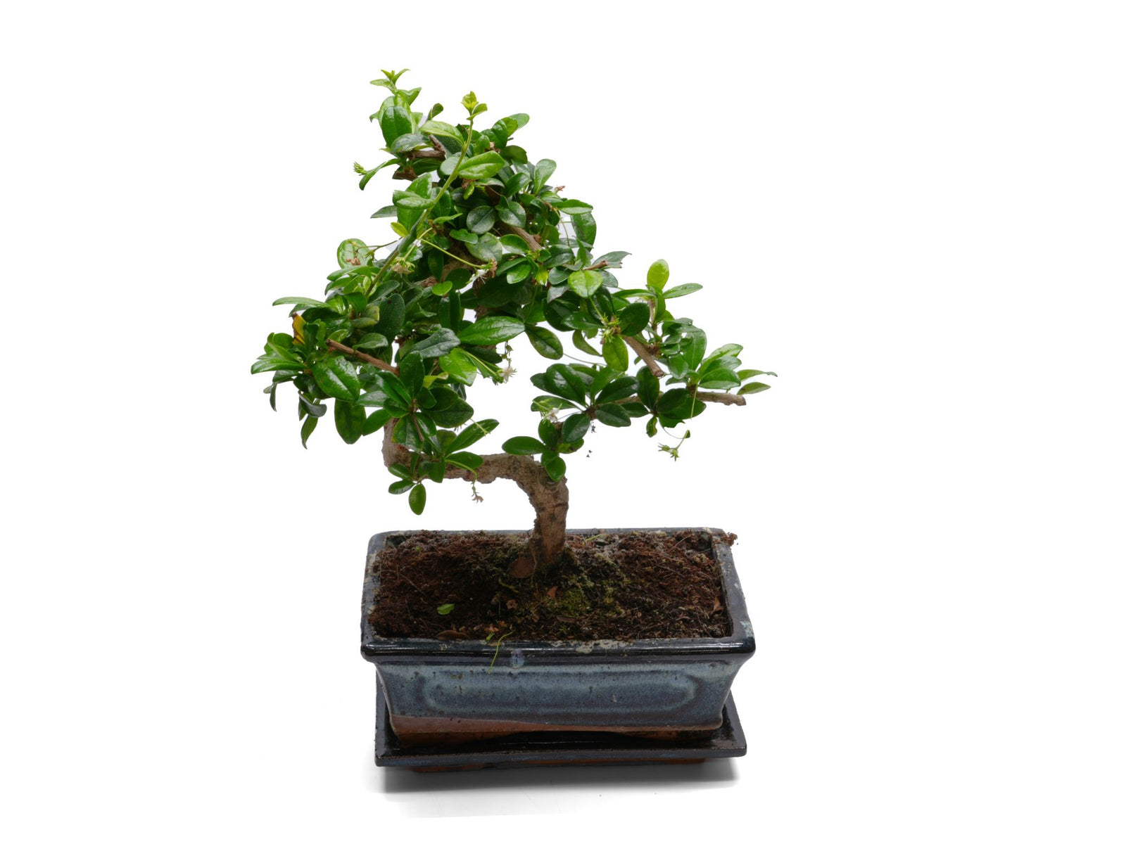 A small bonsai tree with lush green foliage is displayed in a traditional black ceramic pot. The tree features a twisted trunk and a dense canopy, showcasing its well-maintained and vibrant leaves against a white background.