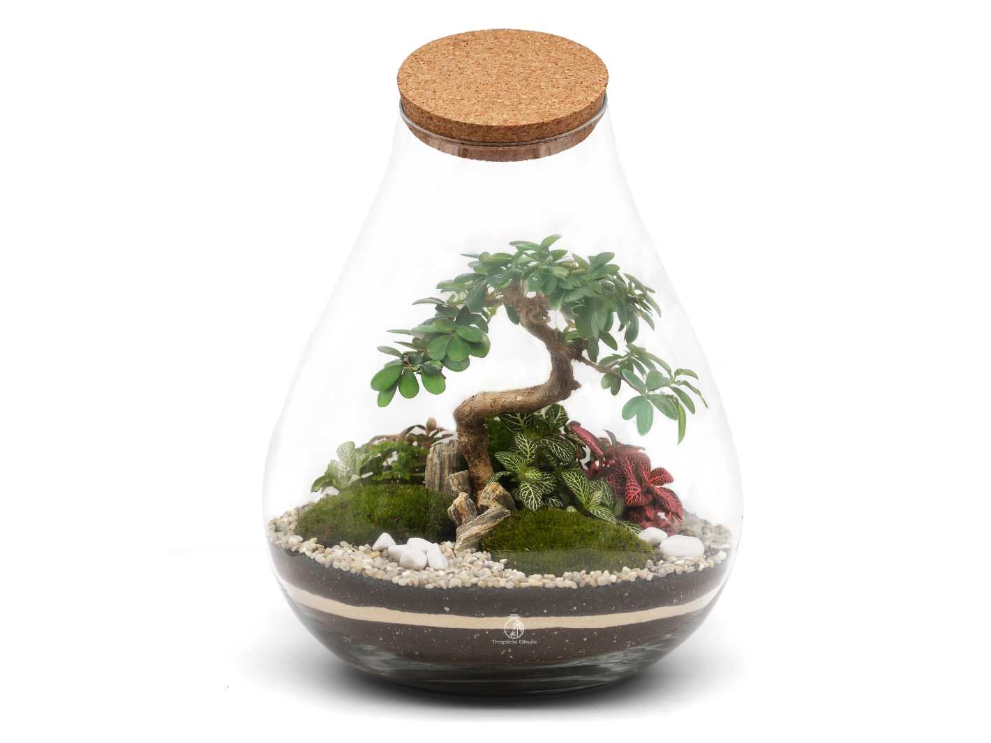 Glass terrarium with a cork lid containing plants and rocks on a white background