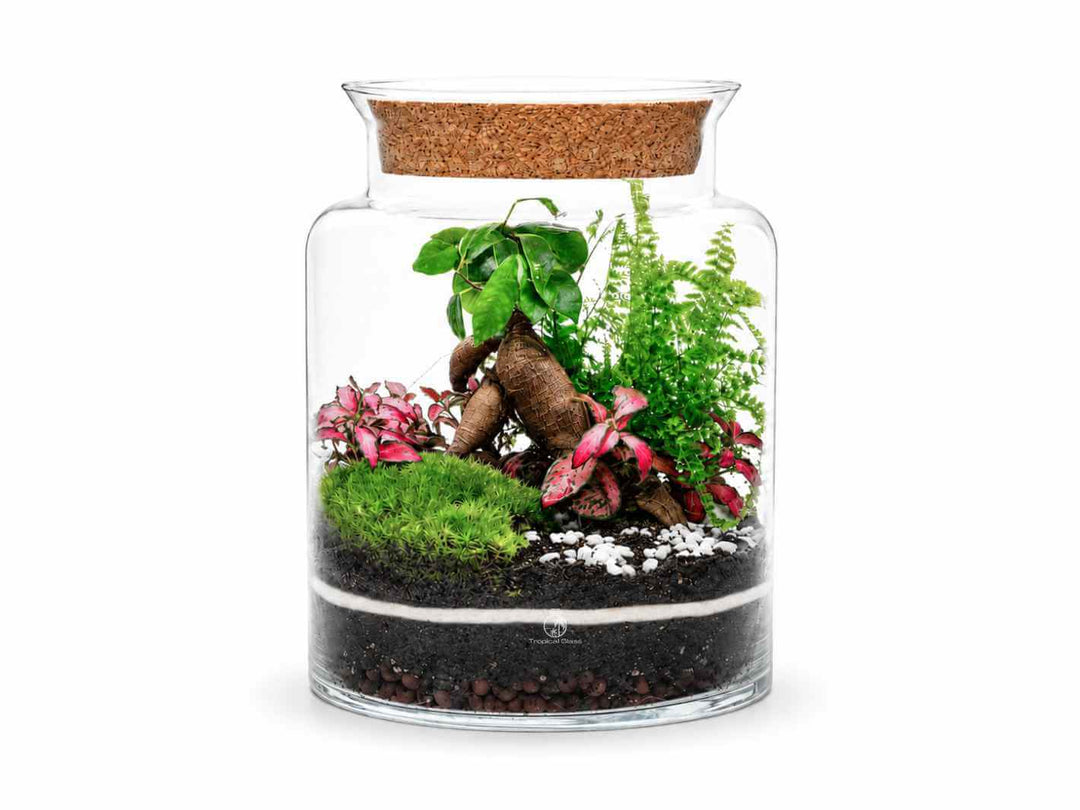 can bonsai trees grow in terrariums Bonsai Terrarium Kit 'Perth' H:25cm