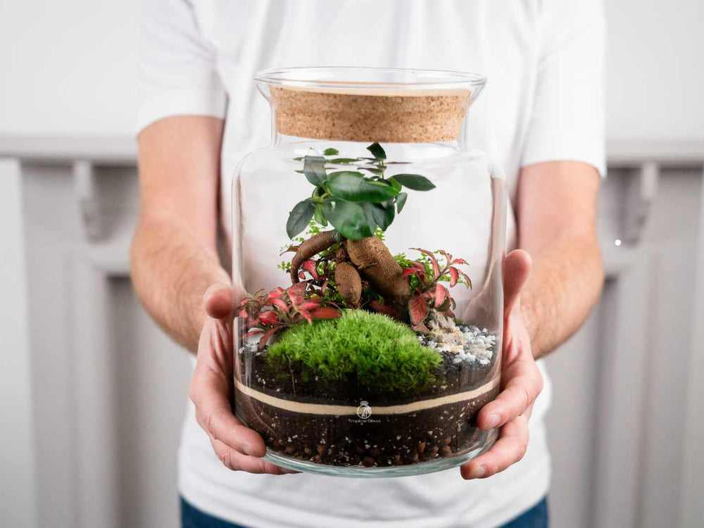 Closed Terrarium with Ficus Ginseng