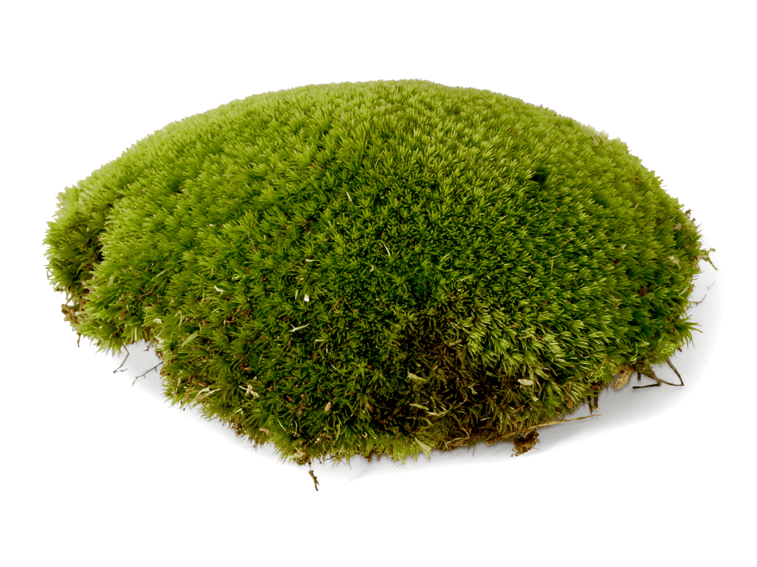 Live Cushion Moss for Terrariums | Bun Moss