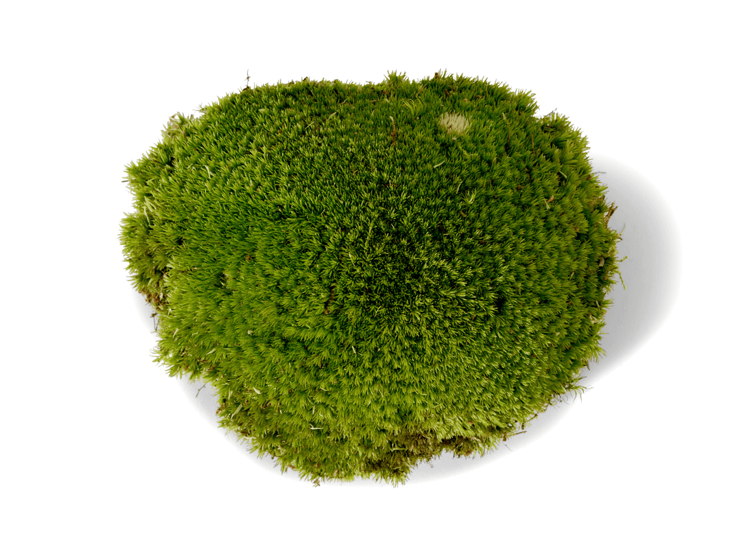 bun moss or so-called ball moss