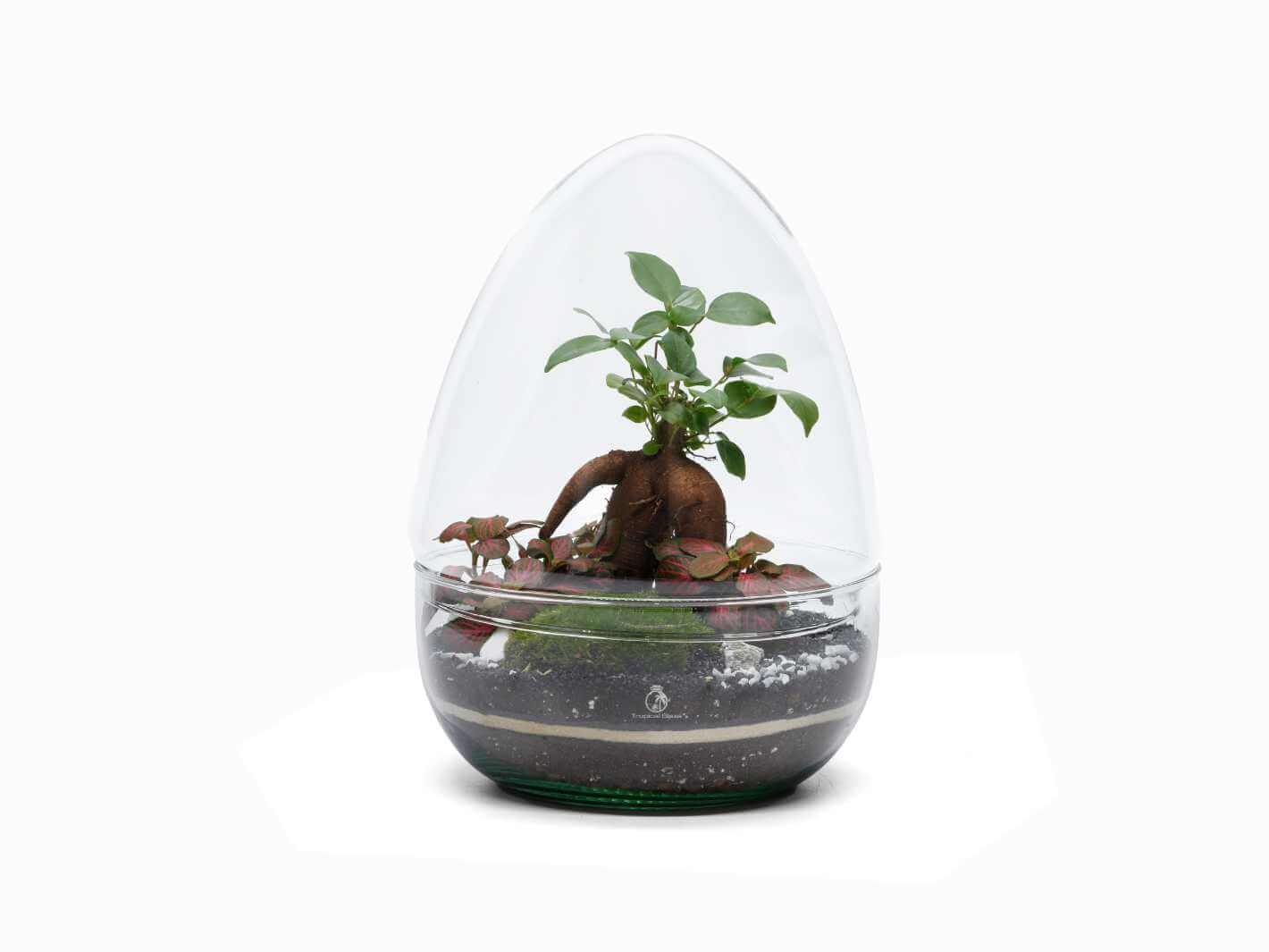 A clear egg-shaped terrarium features a small bonsai tree with exposed roots, surrounded by vibrant Fittonia plants and cushion moss. The layered soil and decorative elements create a visually appealing miniature ecosystem.
