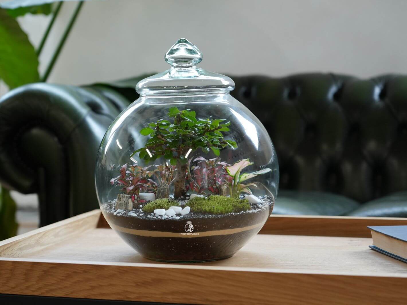 Closed Terrarium Kit with Glass Lid and Bonsai H 30 cm Kanoya