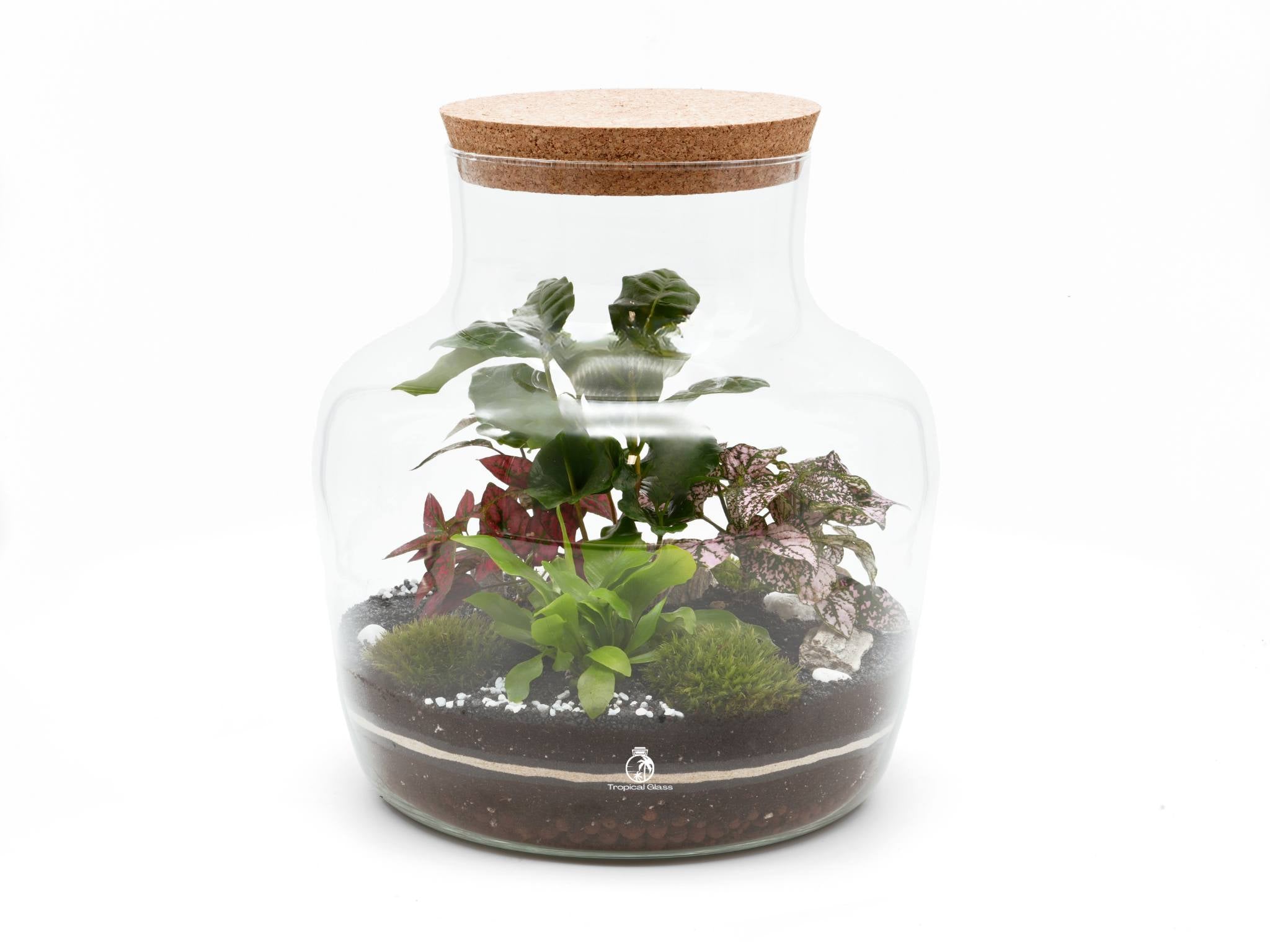 Large Closed Terrarium Kit with Coffee Plant H: 30 cm | 'Luxor ...