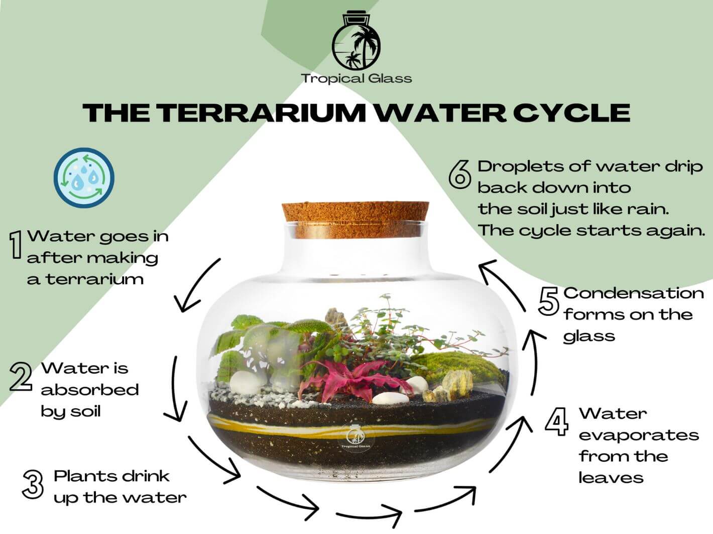 Closed Terrarium DIY Kit with Live Bonsai Tropical Glass