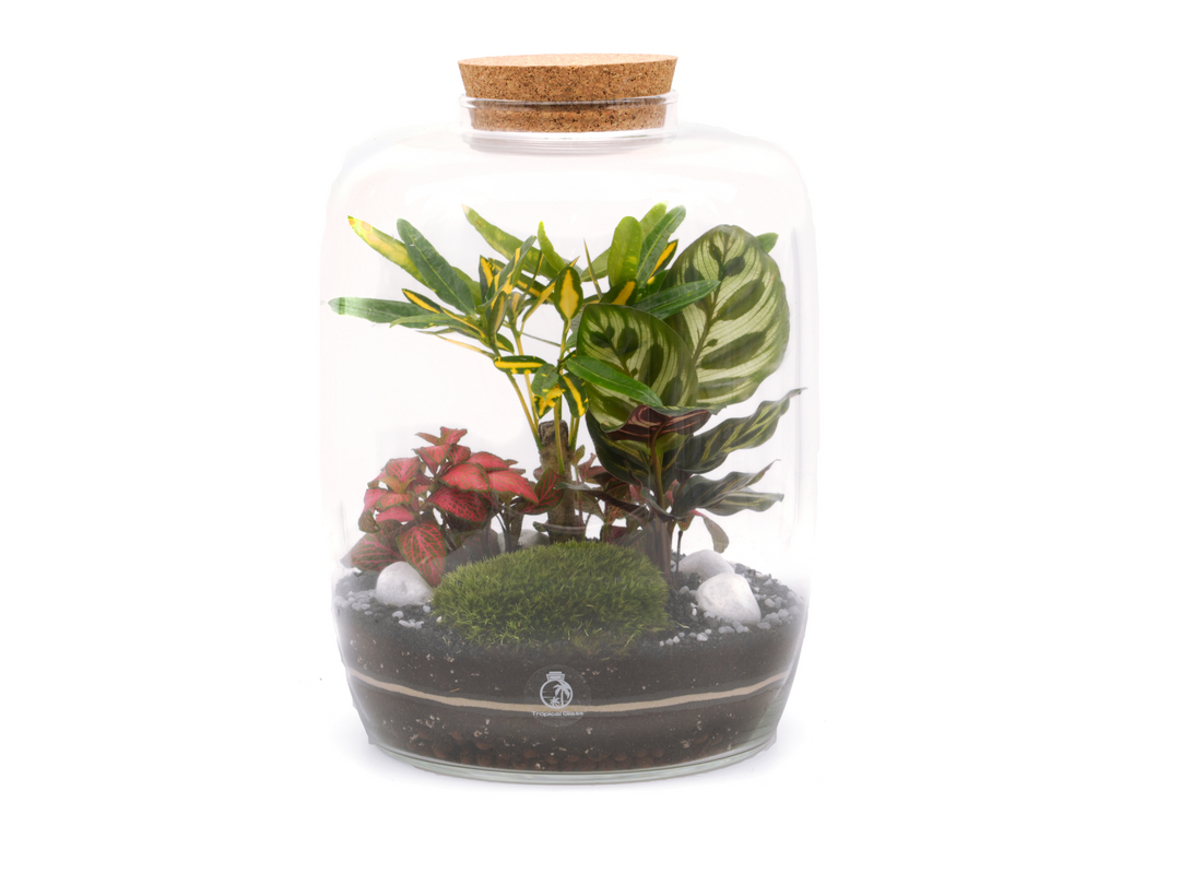 terrarium plants los angeles Large DIY Terrarium 'Los Angeles' 30cm