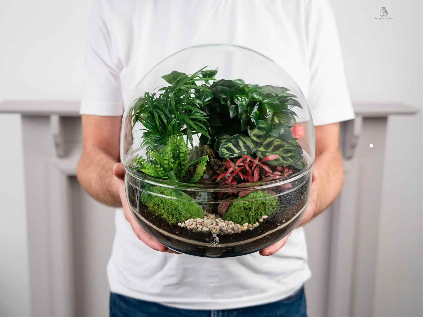 Terrarium, a sustainable indoor gardening experience