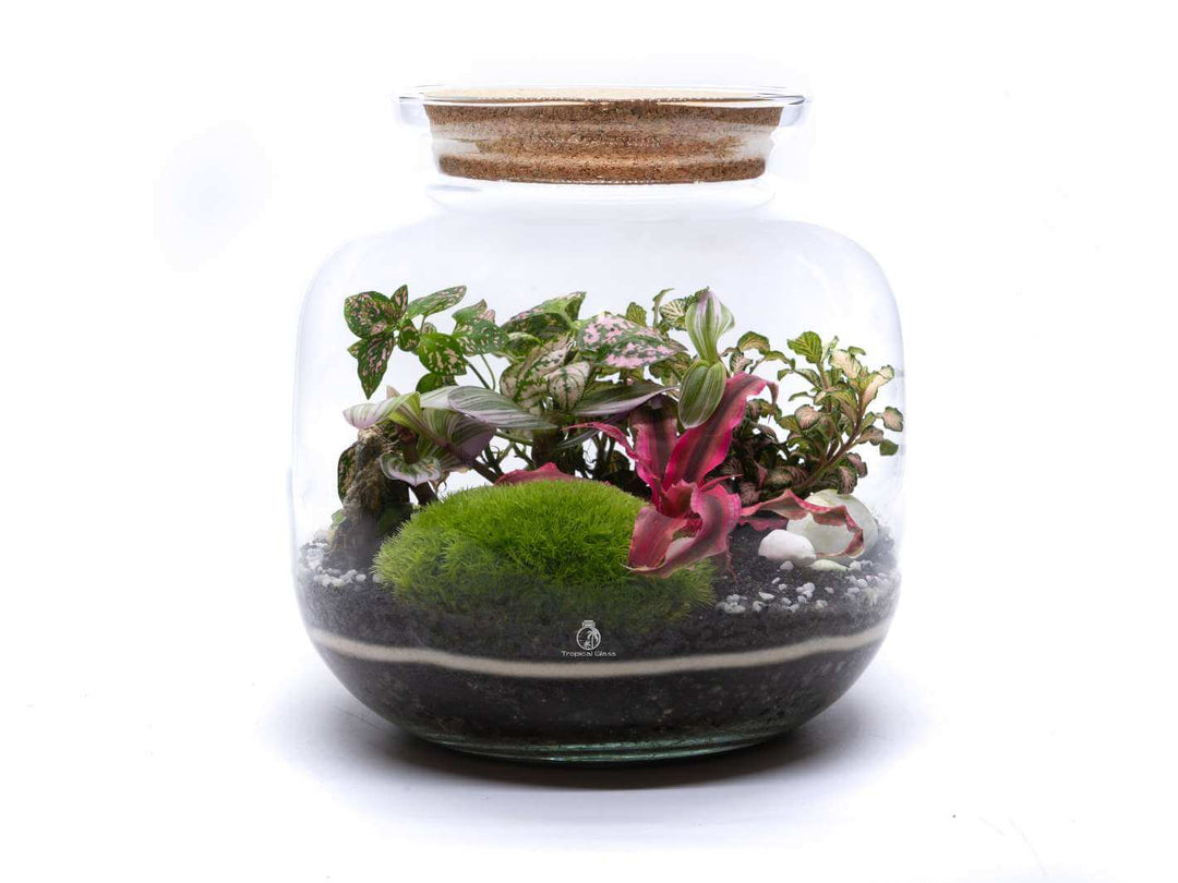 Make your own terrarium set