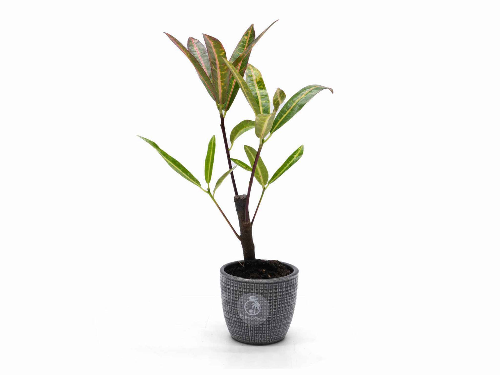 A vibrant Baby Croton plant (Codiaeum Excurrens) stands in a textured gray nursery pot. The plant features glossy, elongated leaves with a mix of green, yellow, and reddish hues, adding a lively touch to any indoor space.
