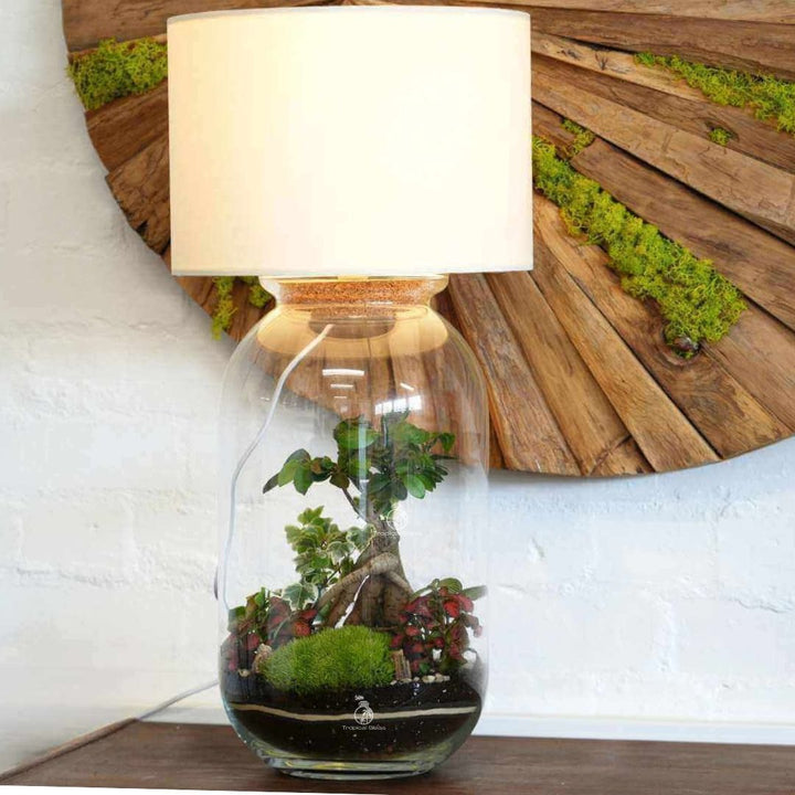 Terrarium Lamp DIY Kit with Ficus Bonsai Ginseng | 'Jakarta'