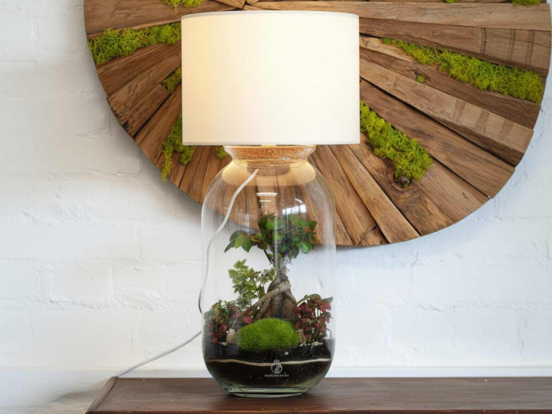 grow lamp for bonsai tree Terrarium Lamp DIY Kit with Ficus Bonsai