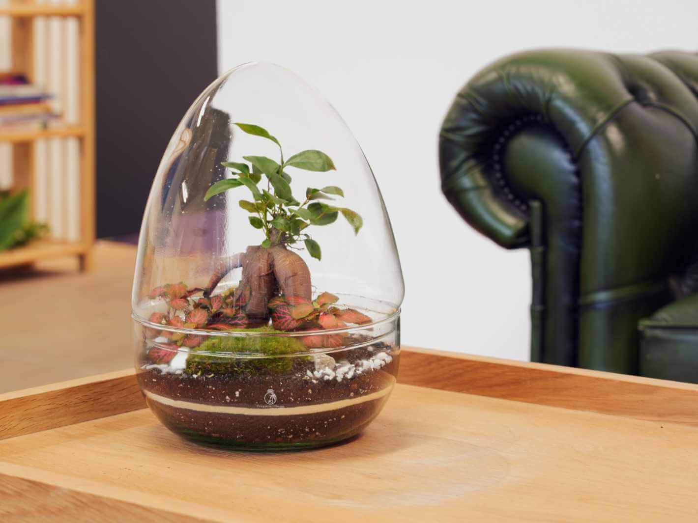A clear, egg-shaped glass terrarium sits on a wooden tray, featuring a small bonsai plant surrounded by colorful Fittonia and cushion moss. The background includes a green leather armchair and shelves, adding a cozy atmosphere.