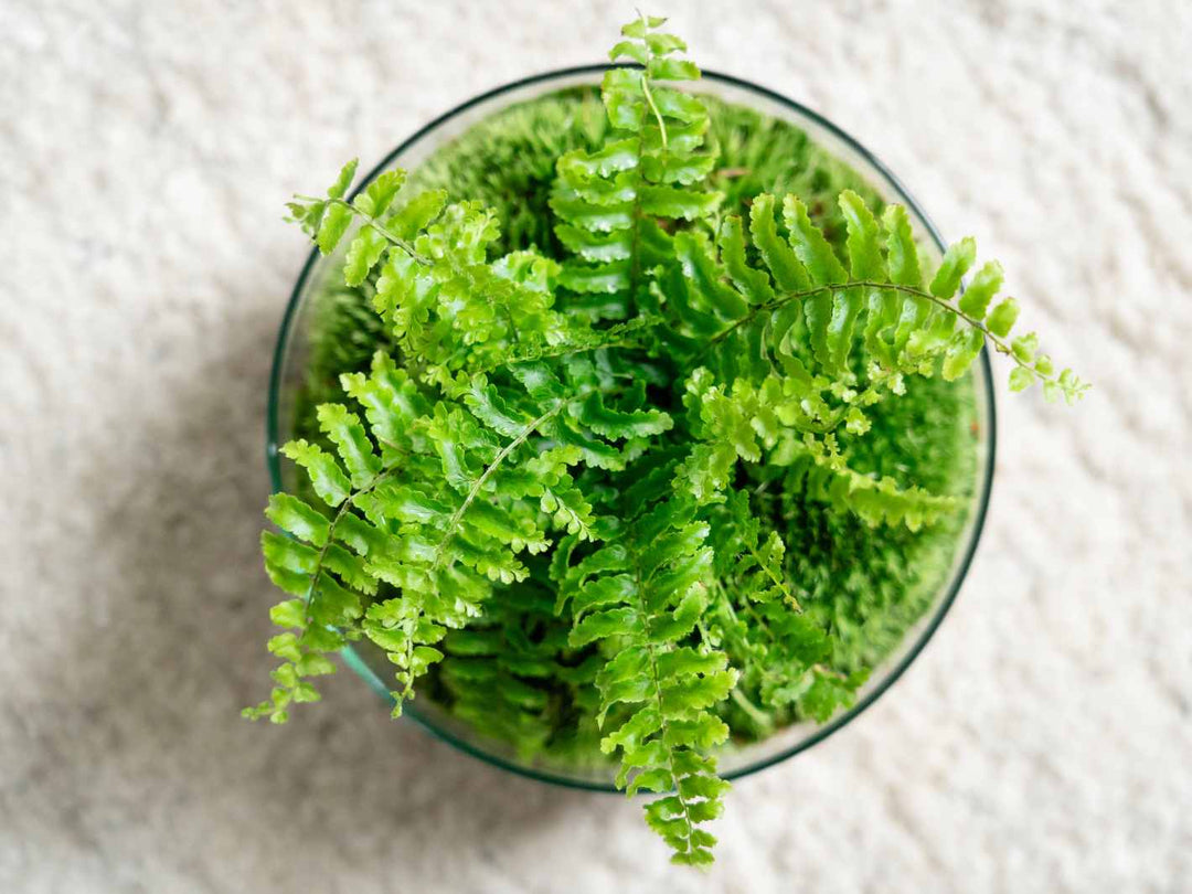 Globe terrarium kit with fern and moss