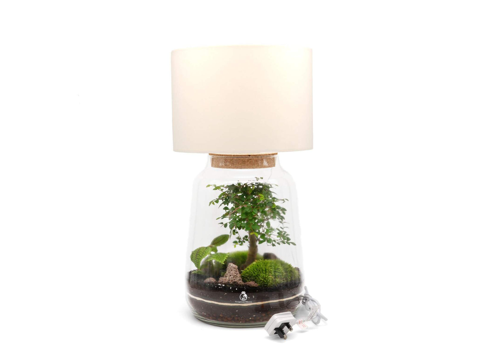 A DIY terrarium lamp features a live Bonsai tree surrounded by lush green Pilea Moon Valley plants and moss, all contained in a clear glass vessel topped with a soft, cream-colored lampshade.