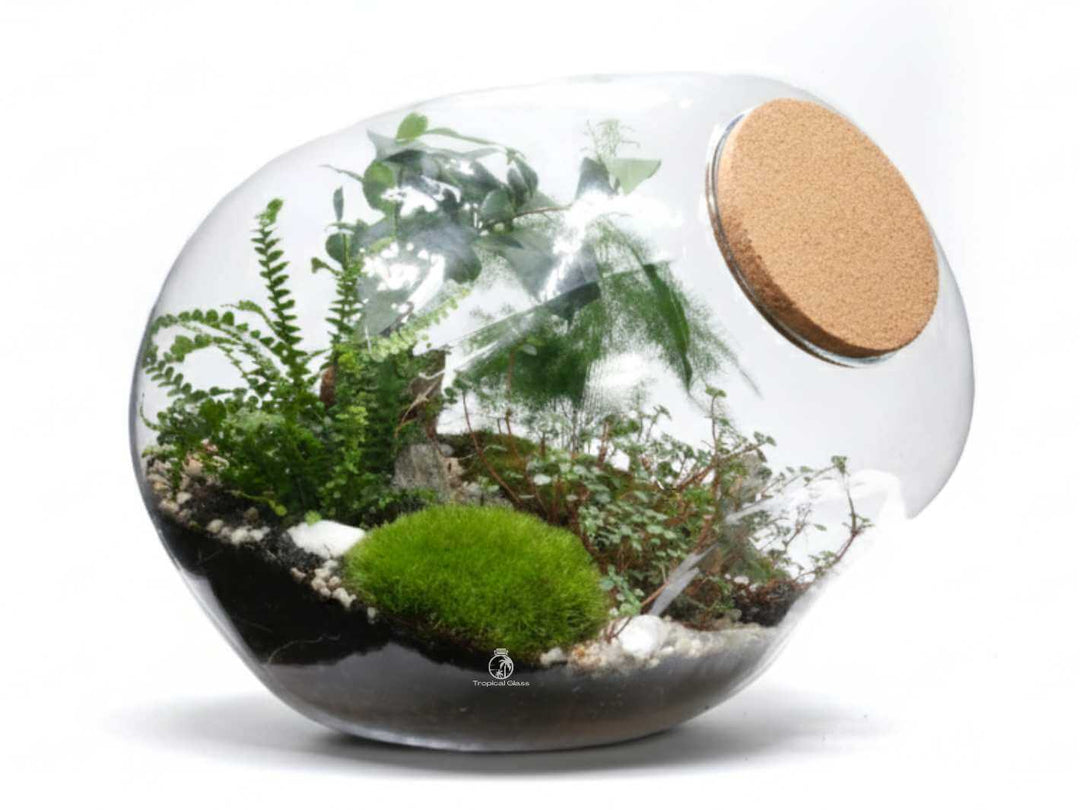 DIY terrarium kit with Blob Sphere glass jar, cork lid and live plants